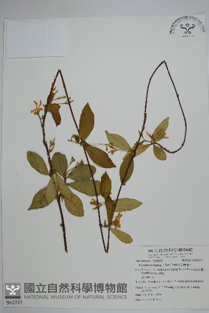 細梗絡石藏品圖，第1張