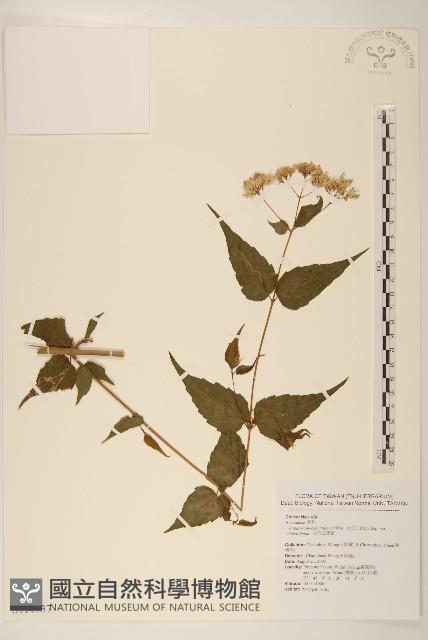 田代氏澤蘭藏品圖，第1張