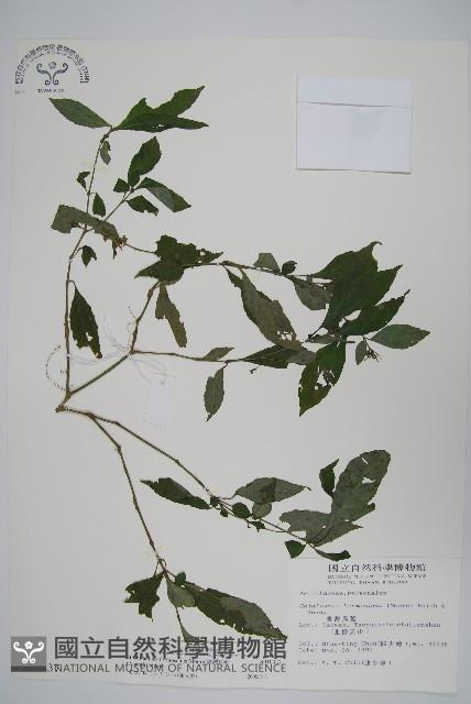 臺灣馬藍藏品圖，第1張