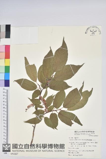 南燭藏品圖，第1張