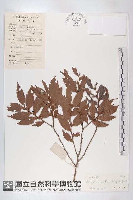 軟毛柿藏品圖，第1張