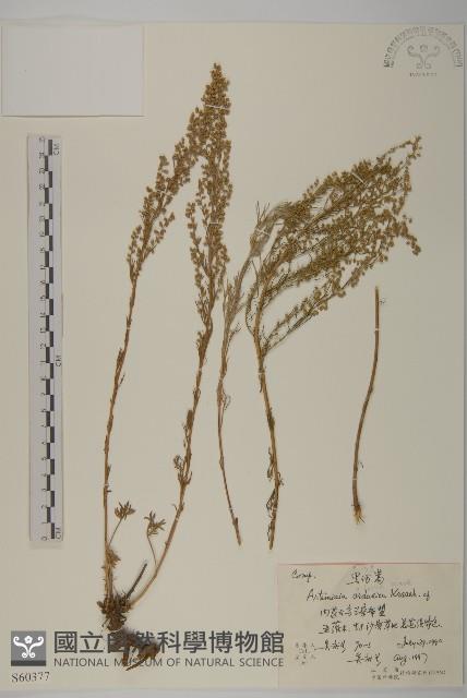 西伯利亞三毛草藏品圖，第1張