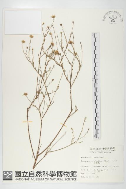 狗娃花藏品圖，第1張