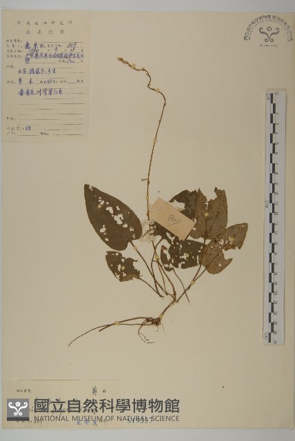 變葉懸鉤子藏品圖，第1張