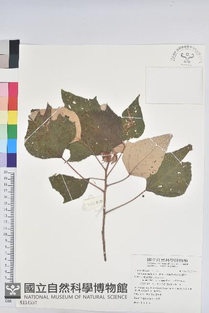 白匏子藏品圖，第1張