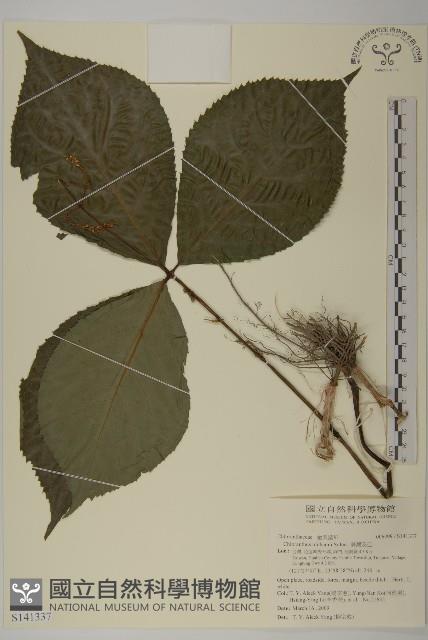 Accession Number:S141337 Collection Image, Figure 1, Total 2 Figures