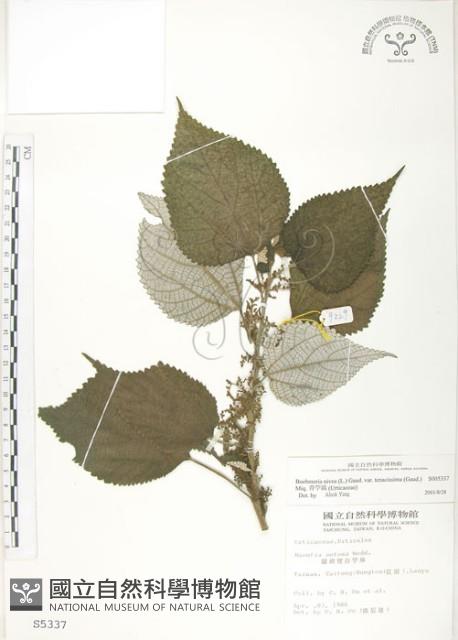 青苧麻藏品圖，第1張