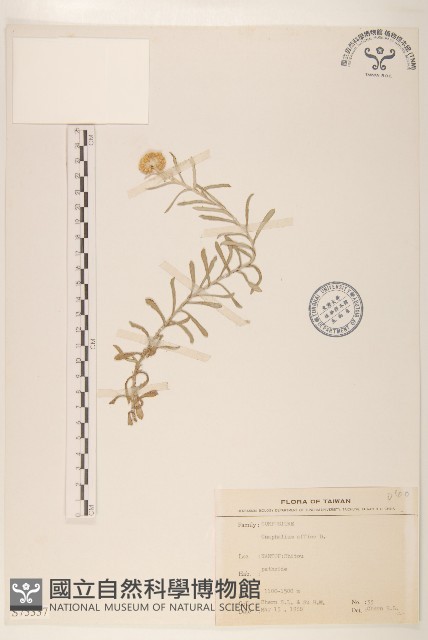 鼠麴草藏品圖，第1張