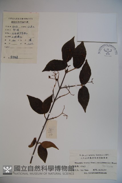 登錄號:S024337藏品圖，第1張