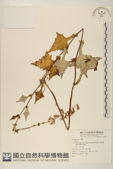 登錄號:S074337藏品圖，第1張