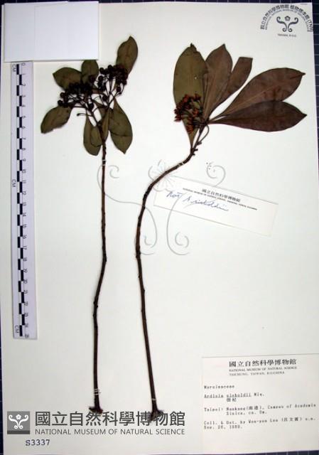 樹杞藏品圖，第1張