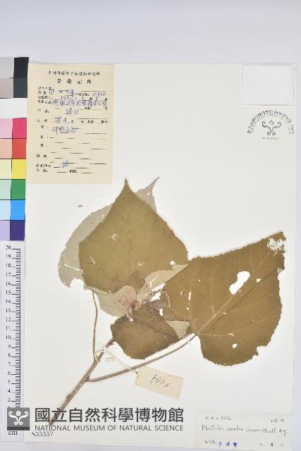 白背葉藏品圖，第1張