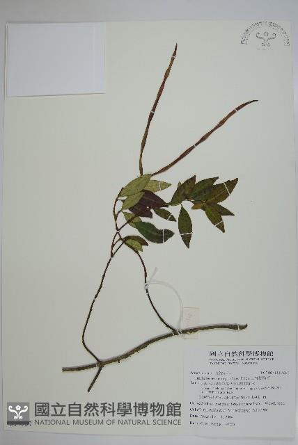 細梗絡石藏品圖，第1張