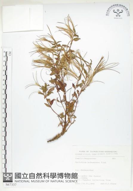 短葉柳葉菜藏品圖，第1張