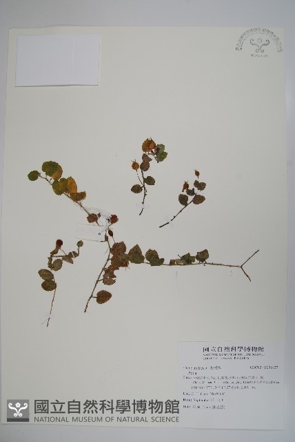 登錄號:S096837藏品圖，第1張