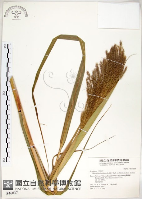五節芒藏品圖，第1張