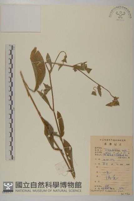 白花地膽草藏品圖，第1張