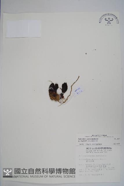 穗花蛇菰藏品圖，第1張