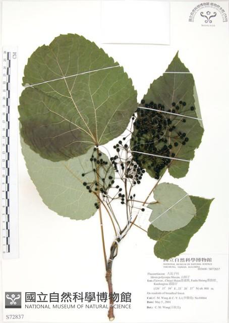 山桐子藏品圖，第1張