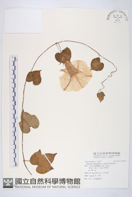 銳葉牽牛藏品圖，第1張