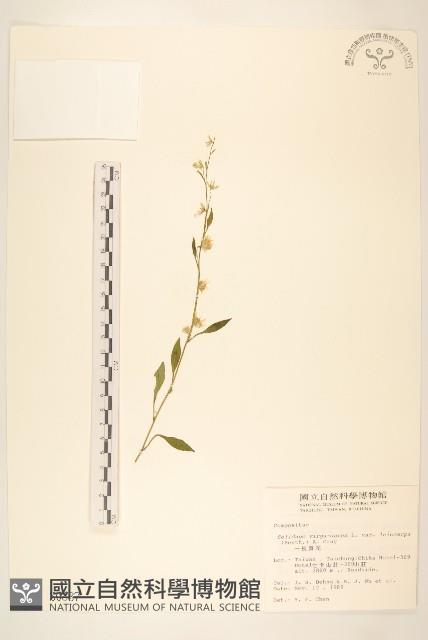 一枝黃花藏品圖，第1張