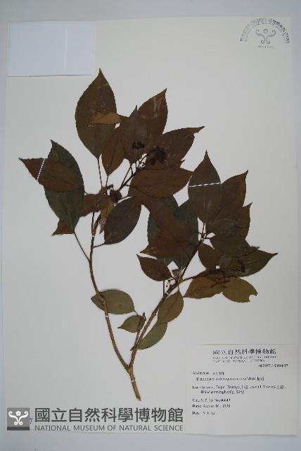 臺灣樹參藏品圖，第1張