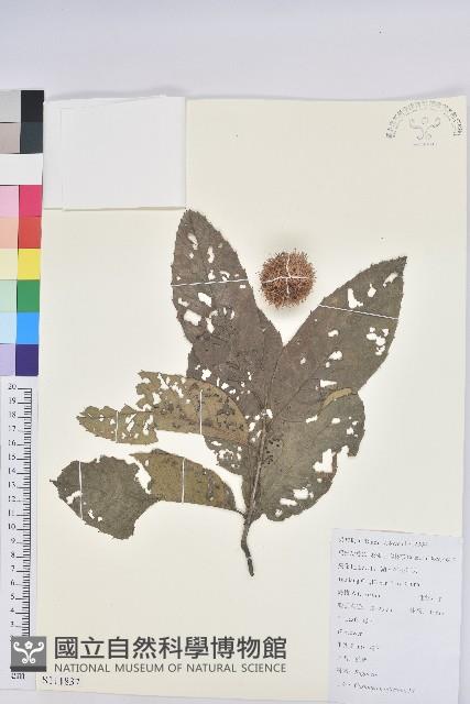 板栗藏品圖，第1張