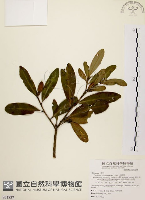 大頭茶藏品圖，第1張