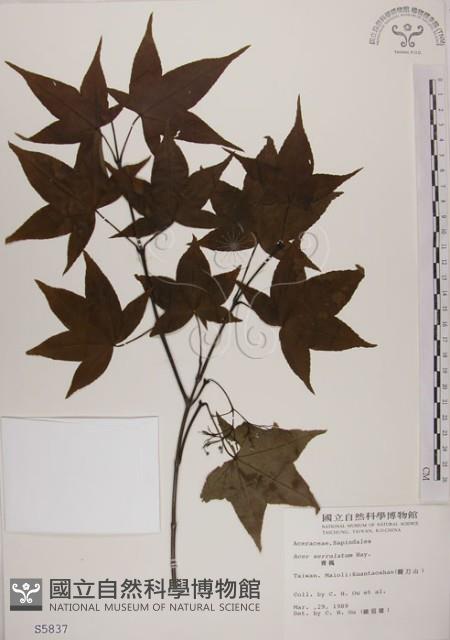 青楓藏品圖，第1張