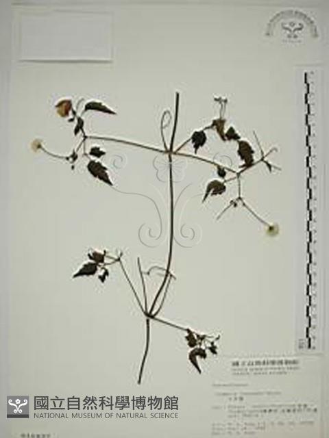 小木通藏品圖，第1張