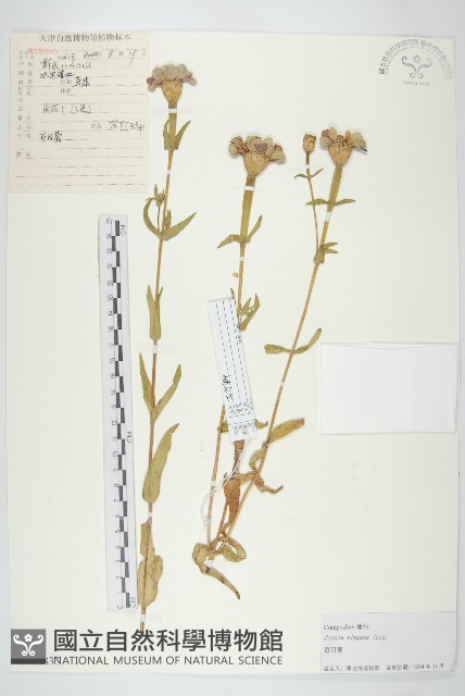 百日菊藏品圖，第1張