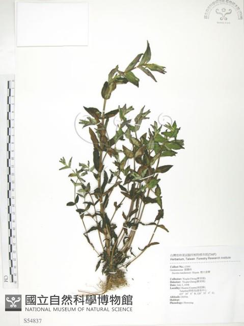 大籽當藥、巒大當藥藏品圖，第1張