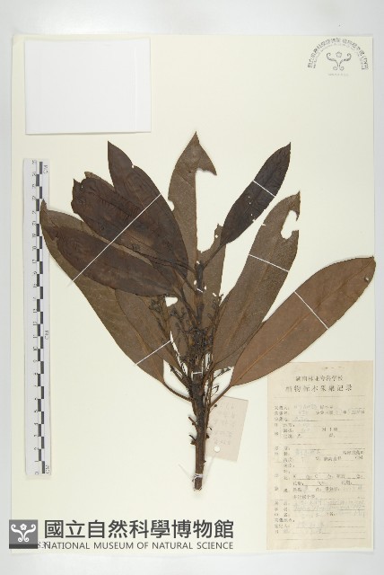 交讓木、臺灣虎皮楠、膜葉虎皮楠藏品圖，第1張