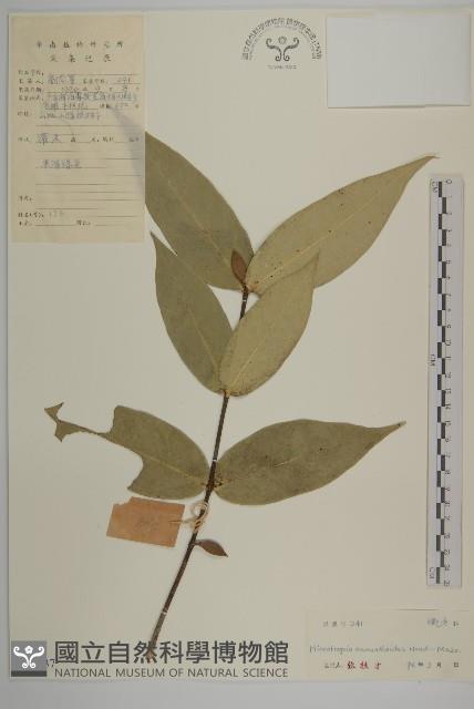 木犀假衛矛藏品圖，第1張