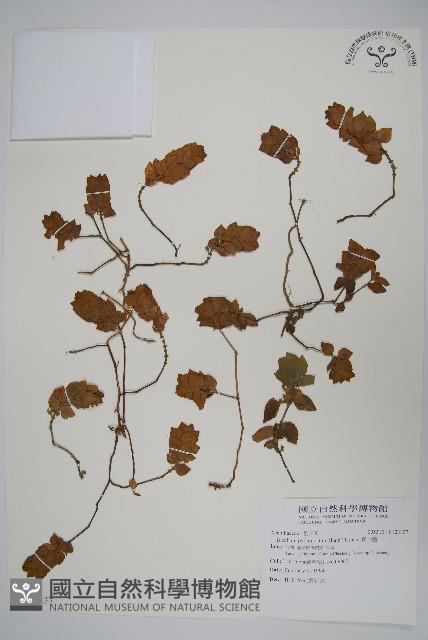 賽山藍藏品圖，第1張