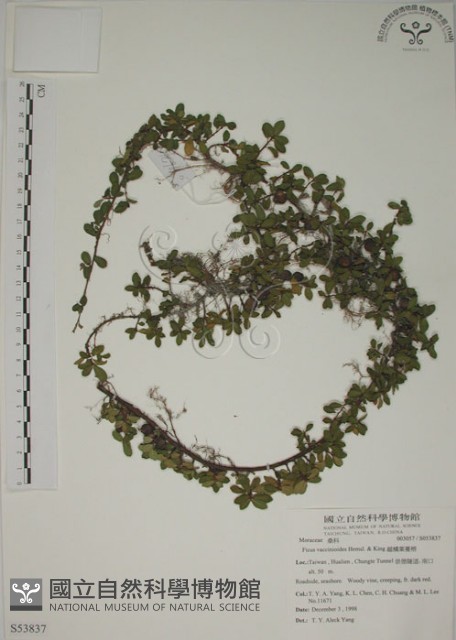 越橘葉蔓榕藏品圖，第1張