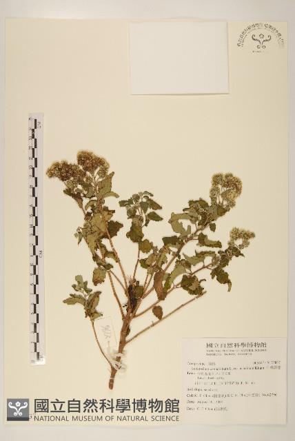 台灣澤蘭藏品圖，第1張