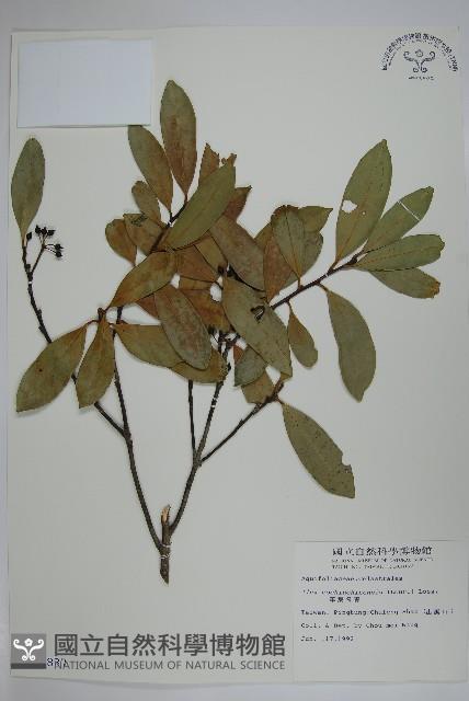 革葉冬青藏品圖，第1張