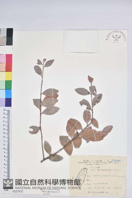 凹葉越橘藏品圖，第1張