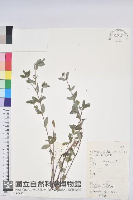 通奶草藏品圖，第1張