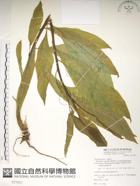 日本商陸、圓果商陸藏品圖，第1張