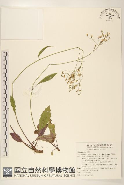 刀傷草藏品圖，第1張