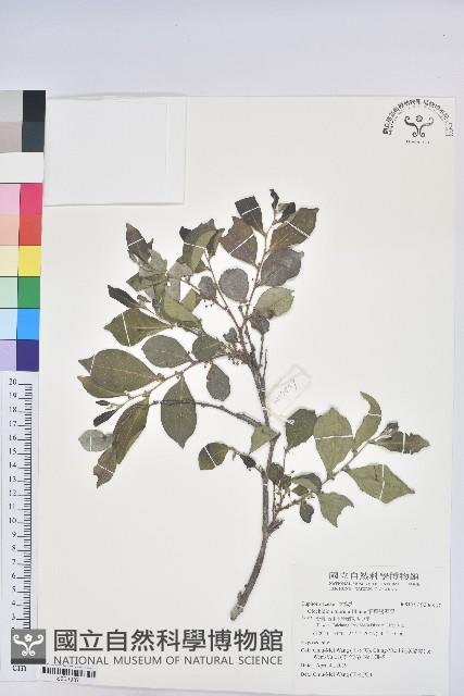 細葉饅頭果藏品圖，第1張