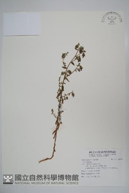 登錄號:S096937藏品圖，第1張