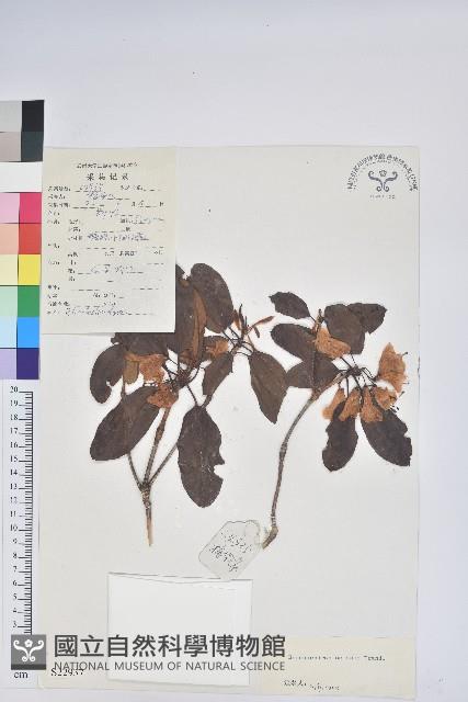 多變杜鵑藏品圖，第1張