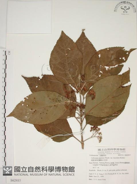 朝鮮紫珠、蘭嶼女兒茶藏品圖，第1張