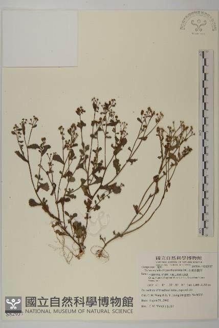 菊葉魚眼草藏品圖，第1張