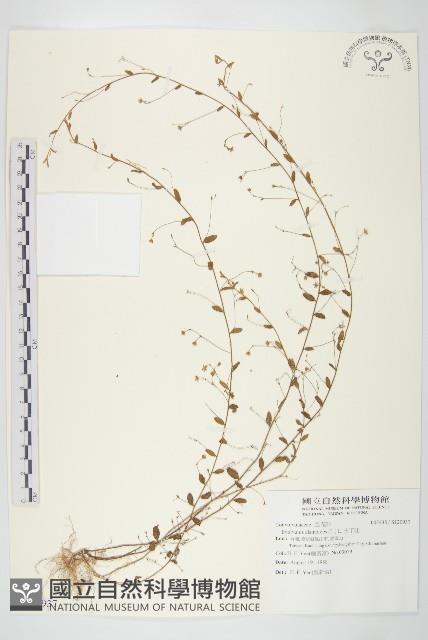 土丁桂藏品圖，第1張