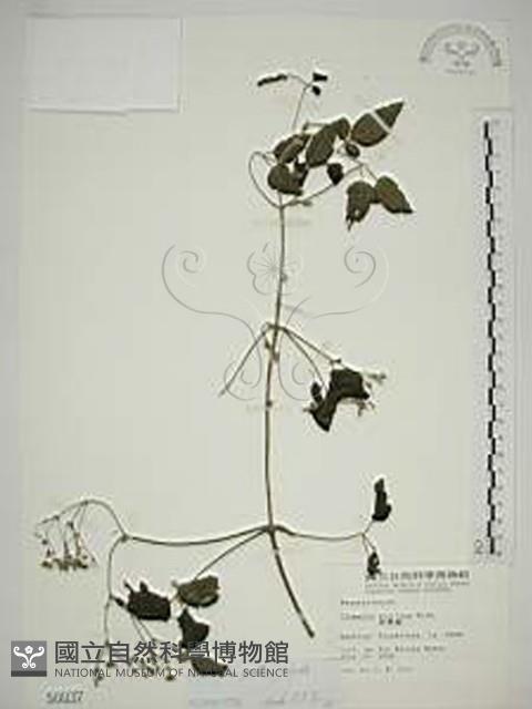 串鼻龍藏品圖，第1張