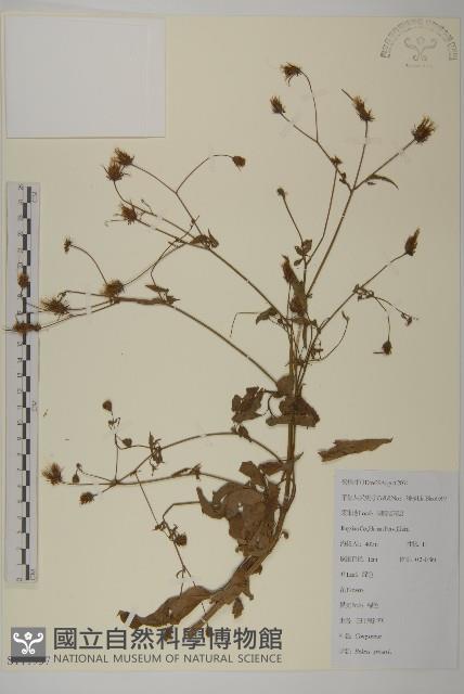 白花鬼針藏品圖，第1張